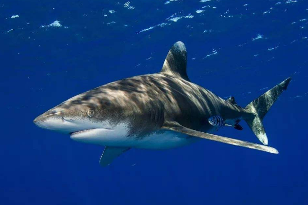 世界十大最厉害的鲨鱼 虎鲨位列榜首，达摩鲨上榜